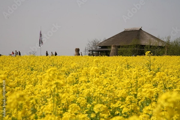 Fototapeta 菜の花畑と桜の花びら