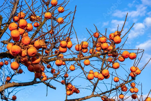 Fototapeta Ripe persimmons photographed against a blue late autumn sky.