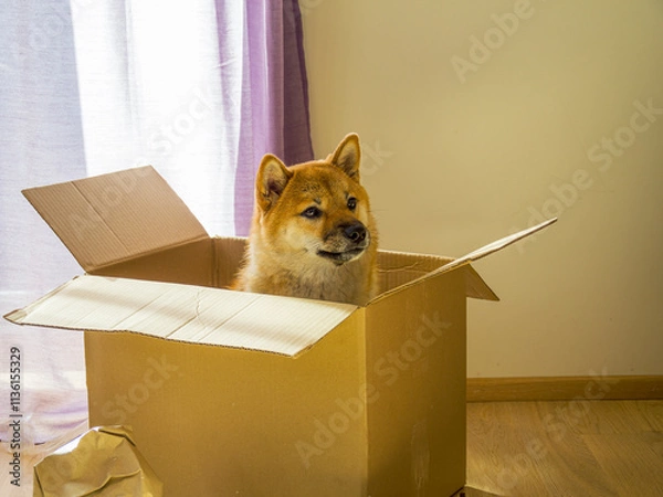Fototapeta Close-up of cute Shiba Inu sitting in a cardboard box moving into new home. Gift concept. High quality photo
