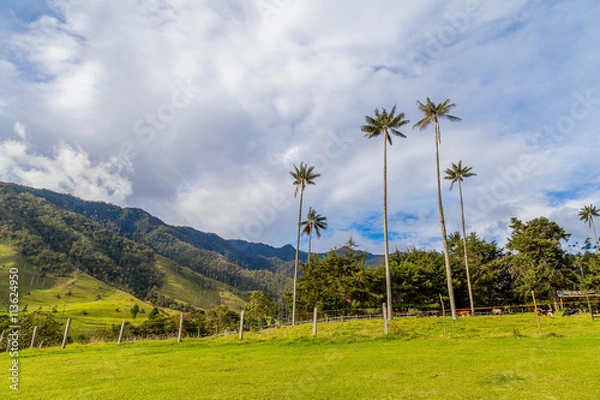 Fototapeta Palmiers géants de Colombie . Salento et la région du café. 