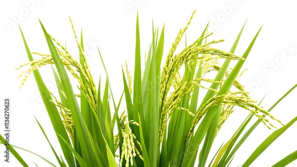 Fototapeta  rice plant isolated on white background.AI GENERATED