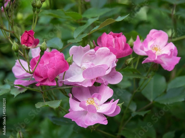 Fototapeta schöner Garten