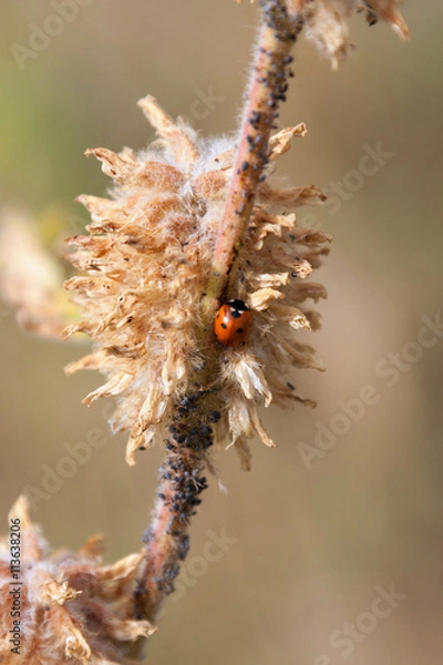 Obraz Red Ladybug on the parched branch