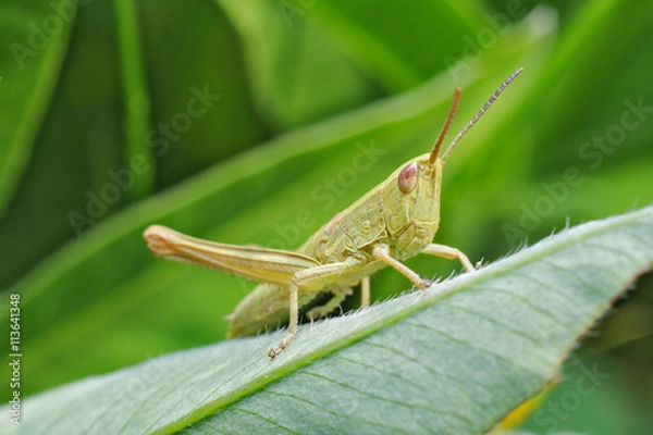 Fototapeta Grasshopper