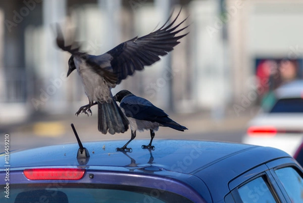 Obraz crows on the roof