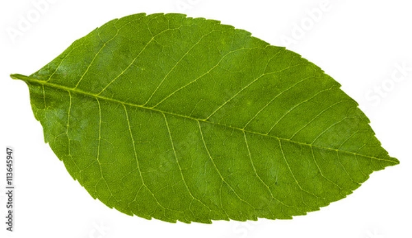 Obraz Zielony liść fraxinus ornus drzewa izolowane