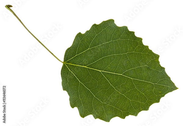 Obraz liść drzewa osiki (Populus tremula) na białym tle