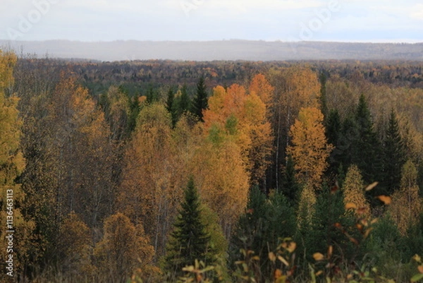 Obraz autumn in the forest