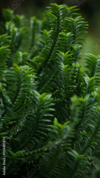 Fototapeta beautiful closeup of green leafy plant with soft focus background