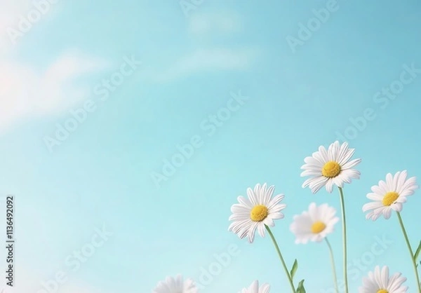 Obraz Delicate Daisies against a Light Sky: A Breathtaking Floral Display