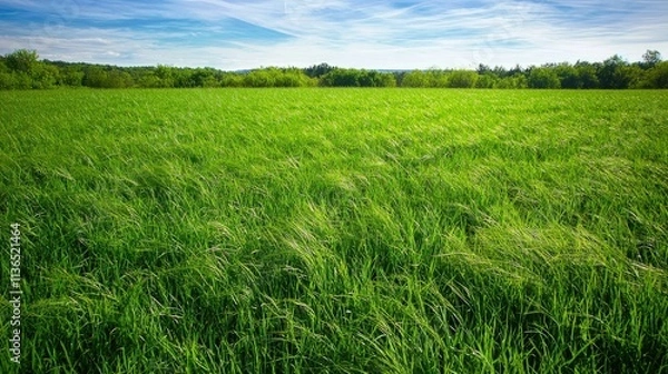 Fototapeta Expansive field of long grass gently blowing in a summer breeze 