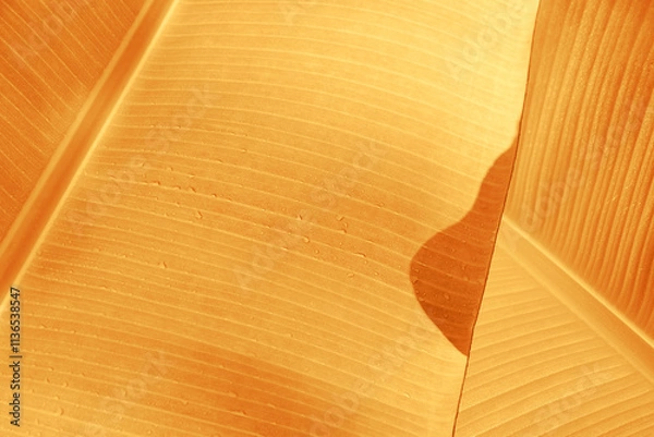 Fototapeta Fresh banana leaves with dewdrops in early cold morning in fall. Selective focus image of warm color leaves for object background or wallpaper.