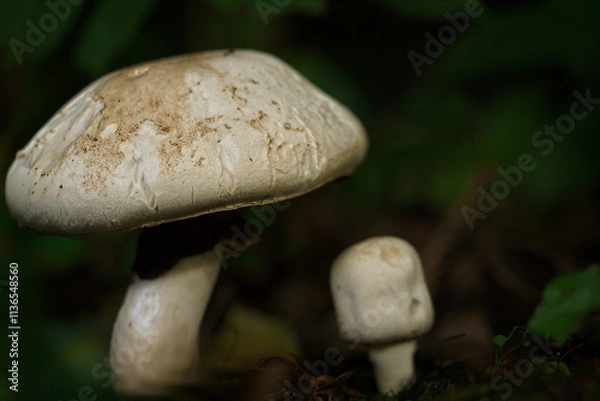 Fototapeta Generated image