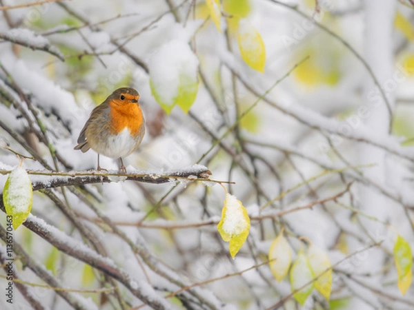 Obraz Robin perched on a snowy branch at Christmas