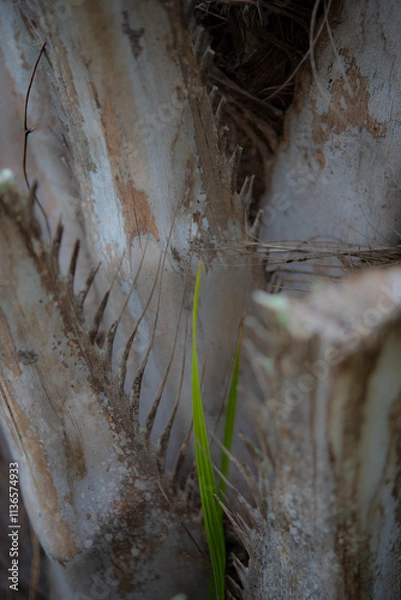 Fototapeta It has a distinctive trunk shape and leaves.