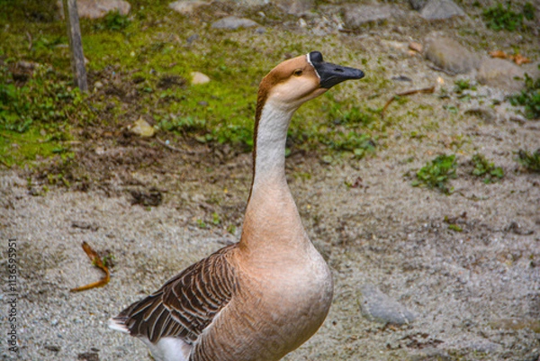 Fototapeta Beautiful swan in pelling