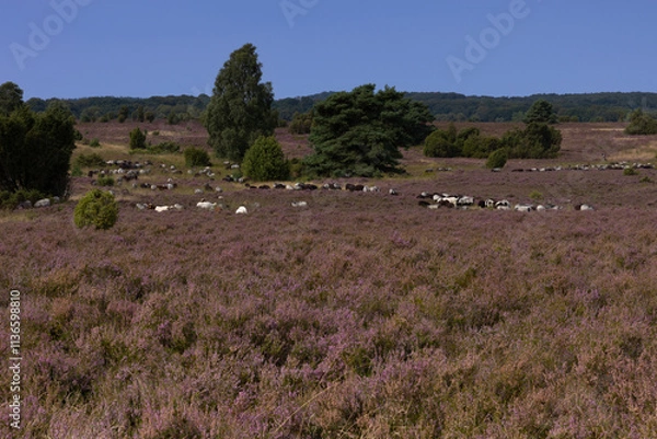 Obraz Große Heidschnucken und Ziegenherde in der Lüneburger Heide zwischen Undeloh und Wilsede
