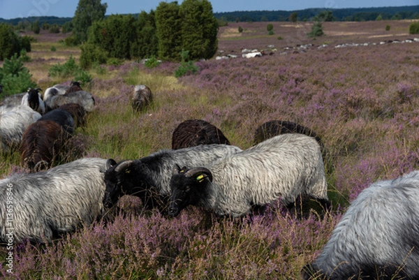 Obraz Große Heidschnucken und Ziegenherde in der Lüneburger Heide zwischen Undeloh und Wilsede