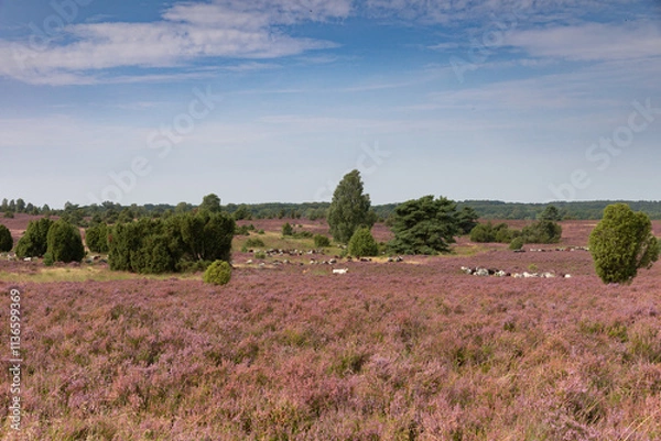 Obraz Große Heidschnucken und Ziegenherde in der Lüneburger Heide zwischen Undeloh und Wilsede