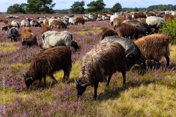 Obraz Große Heidschnucken- und Ziegenherde in der Lüneburger Heide bei Niederhaverbeck