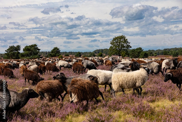 Obraz Große Heidschnucken- und Ziegenherde in der Lüneburger Heide bei Niederhaverbeck