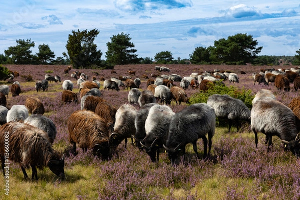 Obraz Große Heidschnucken- und Ziegenherde in der Lüneburger Heide bei Niederhaverbeck