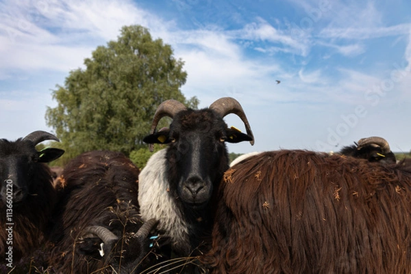 Obraz Große Heidschnucken- und Ziegenherde in der Lüneburger Heide bei Niederhaverbeck