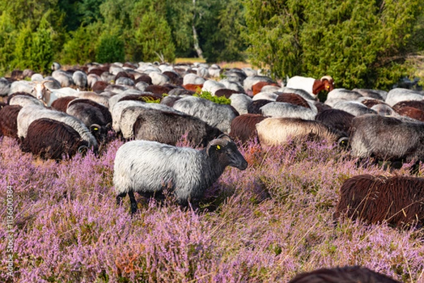 Obraz Große Heidschnucken und Ziegenherde in der Lüneburger Heide zwischen Undeloh und Wilsede