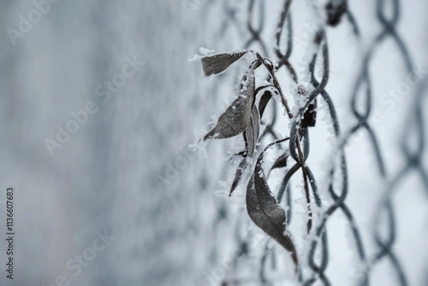 Obraz Gefrorene Blätter an einem Zaun