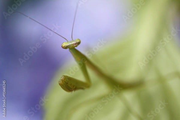 Fototapeta カマキリとアジサイ