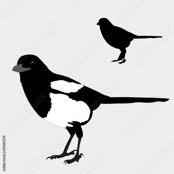 Fototapeta magpie realistic bird silhouette black vector illustration