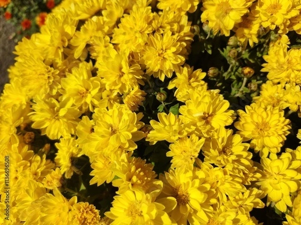 Obraz Florists' Chrysanthemum (Dendranthema grandiflorum) yellow flowers