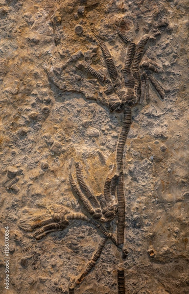 Fototapeta fossil of Encrinus liliiformis in the stone
