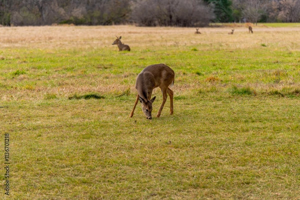 Fototapeta Mixed White-tailed Deer Does And Bucks Feeding And Lying Down In An Urban Field In November In Wisconsin