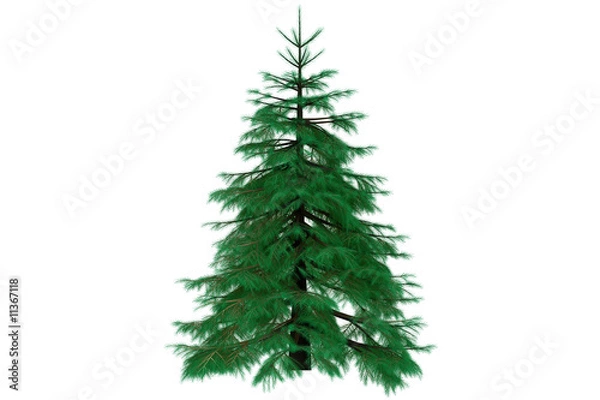 Fototapeta 3d fir tree render isolated