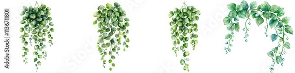 Fototapeta A collection of lush, hanging green string of pearl plants showcasing various leaf shapes and arrangements.