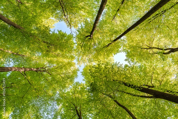 Fototapeta Experience the lush green canopy a breathtaking view observed from below the trees, sustainability