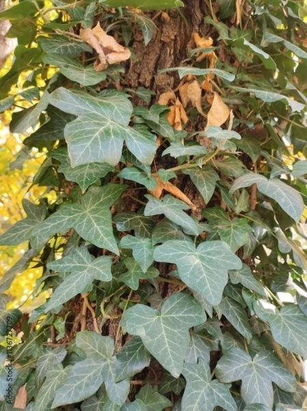 Obraz English ivy (Hedera helix) plant in autumn