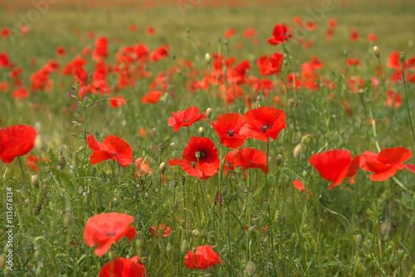 Obraz Mohnblumenfeld 3