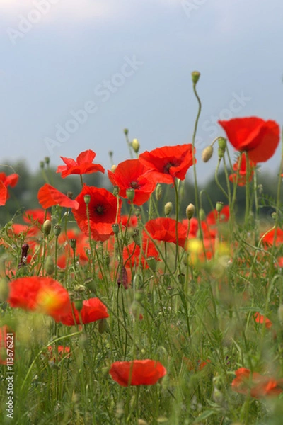 Obraz Mohnblumenfeld 2