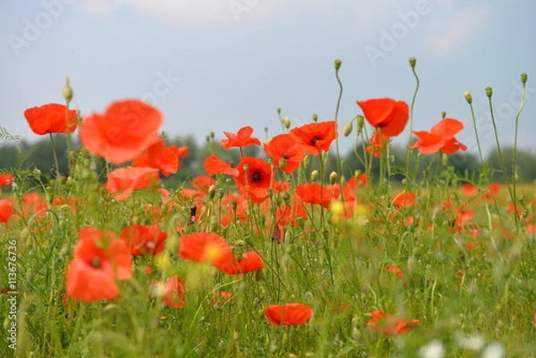 Obraz Mohnblumenfeld 1