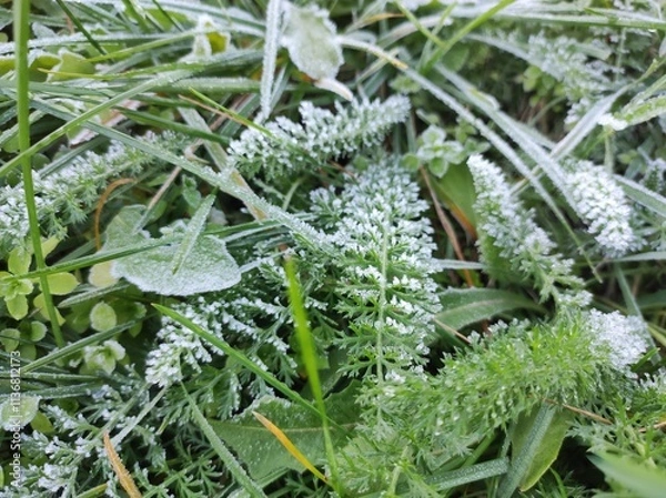 Obraz Frost covered green grass