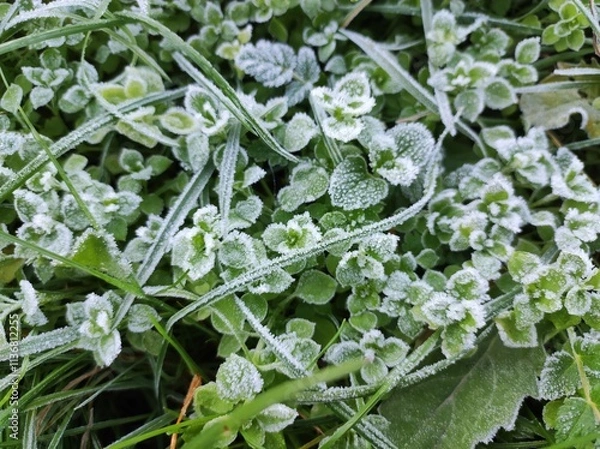 Obraz Chickweed (Stellaria media) green flower covered with frost