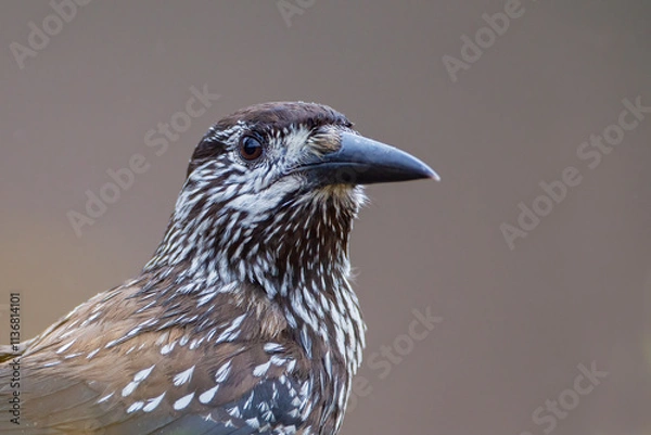 Obraz Spotted Nutcracker (Nucifraga caryocatactes) in the Netherlands