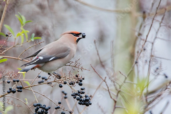 Obraz Bohemian waxwing (Bombycilla garrulus) on branch with berry, the Netherlands