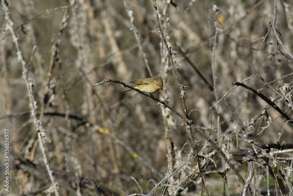 Fototapeta Common chiffchaff bird (Phylloscopus collybita )
