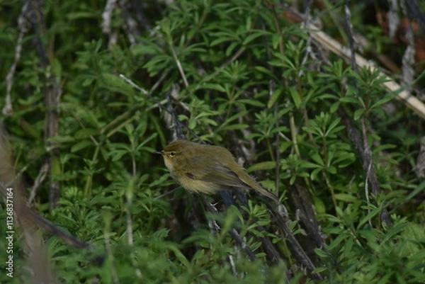 Fototapeta Common chiffchaff bird (Phylloscopus collybita )