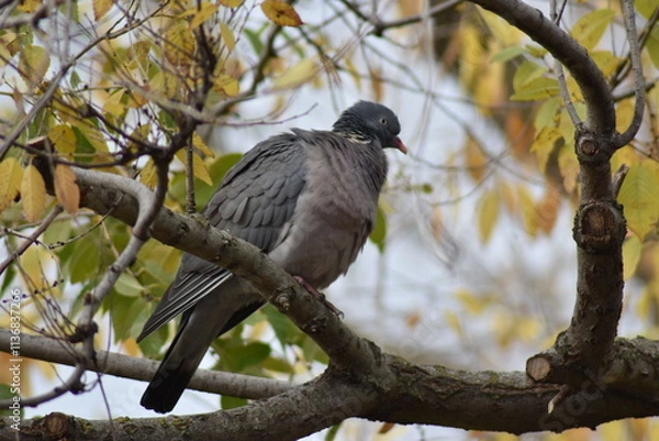 Fototapeta Nice dove perched on a tree branch