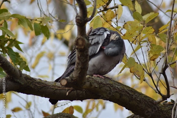 Fototapeta Nice dove perched on a tree branch