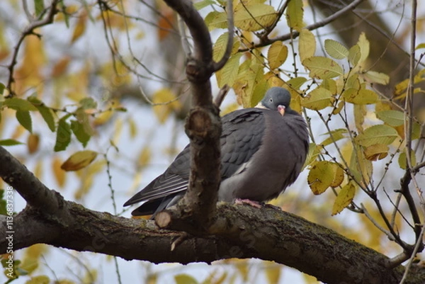 Fototapeta Nice dove perched on a tree branch